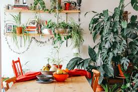 The 10 Best Plants For Apartment Dwellers 6sqft