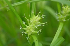 Image result for Carex brassii