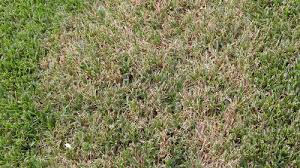 We did not find results for: Brown Circle Spots Is It Brown Patch Summer Patch Chinch Bugs