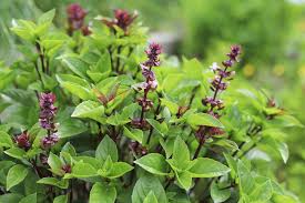 Image result for Ocimum