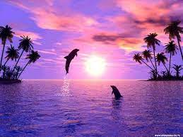 Pin By Cinthia Cruz On Wisdom And Laughter Dolphins Nature Sunset