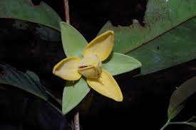 Image result for Uvariastrum germainii