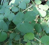 Image result for Adenia zambesiensis