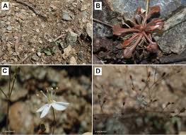 Image result for Hypertelis bowkeriana