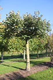 deze zilverlinde in dakvorm is geschikt voor de kleine tuin tilia tomentosa is een sterke lindeboom in nederland tuin bomen lindebomen tuinplanten