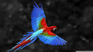 Image result for tbn:ED285OK8yRCGdM::www.hawanaajd.com/backgd/data/media/4/Wallpapers_-_Parrots_-_01.jpg