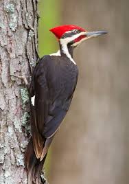 Birds That Start With B A Large Pileated Woodpecker Swooped In Up Close In Holland West Michigan End Of Summer The Red Head Is Striking B Woodpecker Colorful Birds Beautiful Birds