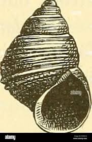 Image result for Isonema