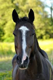 Beautiful Black And Brown Horse Horse In 2020 Horses Beautiful Horses Black Horses