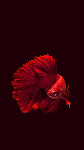 Smshbdcndj Betta Fish Fish Wallpaper Siamese Fighting Fish
