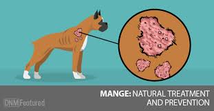 How does ear mite cause disease in dogs? Demodectic Mange In Dogs