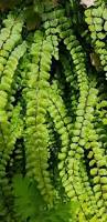 Image result for Asplenium holstii