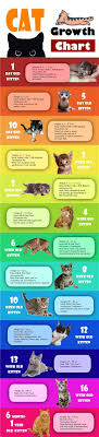 A typical kitten growth chart shows that the most changes — and the most amazing ones — happen during the first eight weeks. Infographic Kitten Cat Growth Chart By Age Weight And Food A Blog For Cat Owners Lovers