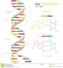 Dna Infographics Stock Vector Illustration Of Design