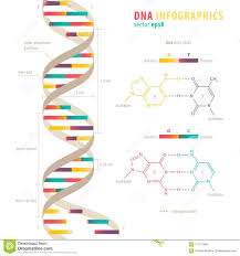 dna infographics stock vector illustration of design