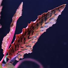 Image result for Nesaea rautanenii