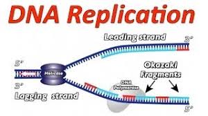 Helicase comes in and unzips the helix by breaking hydrogen bonds. 2 7 Dna Replication Transcription And Translation Bioknowledgy