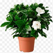 الرأس الياسمين houseplant زهور النبتة النبات ايكيا زهرة png