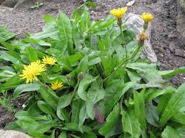 Image result for Crepis newii