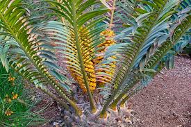 Image result for Encephalartos senticosus