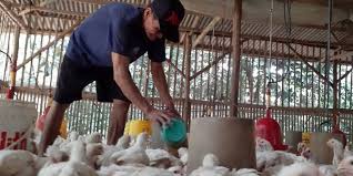 Kisaran harga ayam broiler berdasarkan daerahnya. Harga Ayam Ras Anjlok Peternak Di Pekalongan Rugi Puluhan Juta Rupiah
