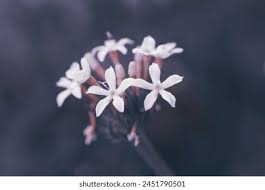 Image result for Pentanisia prunelloides