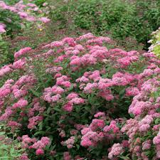 Spirea (spiraea spp.) are among the easiest shrubs to grow, and many spirea varieties flourish in u.s. Double Play Pink Spiraea Spring Meadow Wholesale Liners Spring Meadow Nursery
