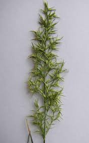Image result for Agrostis