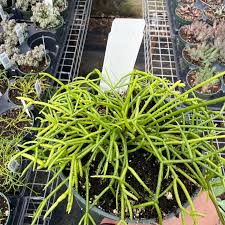 Image result for Rhipsalis