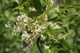 It only lives in temperate climates. 13 Species Of Ash Trees