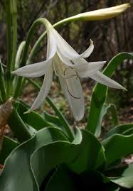 Image result for Crinum crassicaule