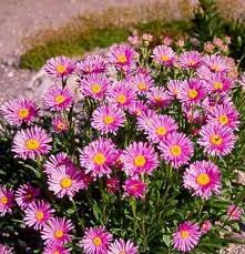 Aster Alpinus Pinkie Large Pink Flowers 25 Seeds Etsy In 2021 Preannual Flowers Shasta Daisies Plant Protection