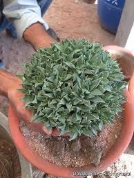 Image result for Nananthus vittatus