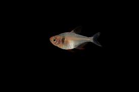 Whilst this name is often made up by resellers and has no scientific merit, it is the name often first associated to the animal by its locals, beginners and the casual aquarist. Fish Names Beginning With B Common Names And Scientific Names