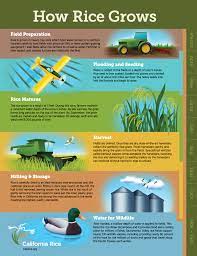 How Rice Grows Agriculture Careers Horticulture Therapy Plant Science