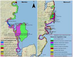 Image result for Dielsiothamnus divaricatus