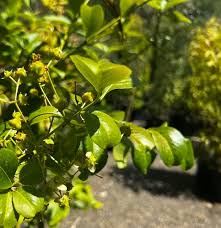 Image result for Myrianthus