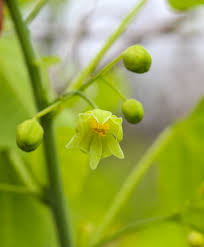 Image result for Monopsis stellarioides