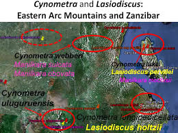 Image result for Lasiodiscus mannii