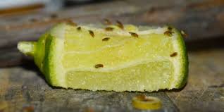 How do you get rid of a fruit fly infestation? How To Get Rid Of Fruit Flies Control Prevention Guide