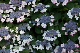We did not find results for: Hydrangea Macrophylla Penny Mac Roots To Blooms