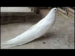 best and biggest fancy pigeon breed in the world collection youtube pet pigeon pigeon pictures pigeon breeds