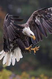 Aug 30, 2019 · accounts of the weight that an eagle can carry in flight often have been misstated. Pin By Tiffany Lambalot On Animals Pets Birds Of Prey Eagle Pictures Bald Eagle