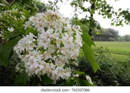 Image result for Vernicia