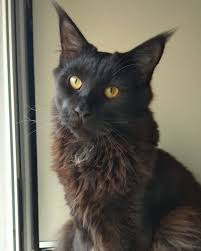 Mainecoon Mainecoonblack Mainecoonbaby Mainecoonlovers Instacats4u Catsofinstagram Cat Mainecoonkitten Babycats Mainecoonoftheworld Kedi Kedi Kopek