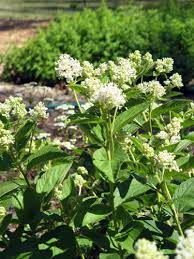 Werden in krankenhäusern, arztpraxen und von heilpraktikern erfolgreich eingesetzt. Native Plants For Michigan Landscapes Part 2 Shrubs Msu Extension