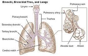 Check spelling or type a new query. Lung Wikipedia