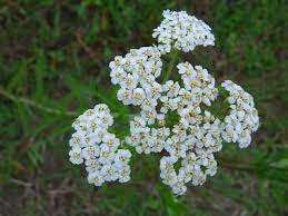 Pin On The Wild Harvest Edible Weeds