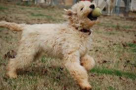 Toy cavoodles are smaller and generally reach a height of 28 35 cm at the shoulder when fully grown. Cavapoo Cavalier King Charles Spaniel Mix Info Temperament Pictures