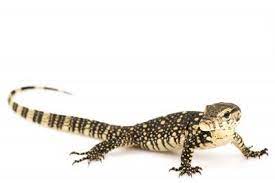 Water Monitor For Sale Water Monitor Monitor Lizard Lizards For Sale